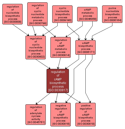 GO:0030817 - regulation of cAMP biosynthetic process (interactive image map)