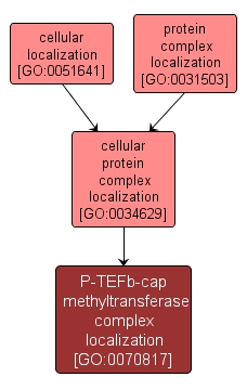 GO:0070817 - P-TEFb-cap methyltransferase complex localization (interactive image map)