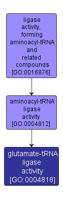 GO:0004818 - glutamate-tRNA ligase activity (interactive image map)