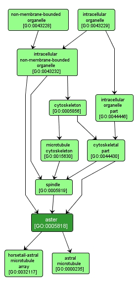 GO:0005818 - aster (interactive image map)