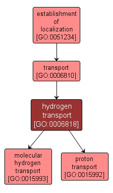 GO:0006818 - hydrogen transport (interactive image map)