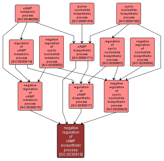 GO:0030818 - negative regulation of cAMP biosynthetic process (interactive image map)