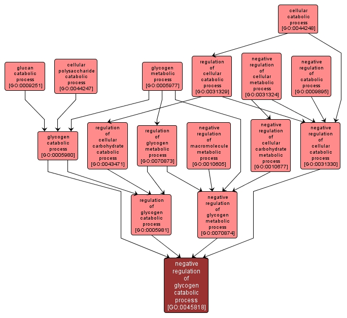 GO:0045818 - negative regulation of glycogen catabolic process (interactive image map)