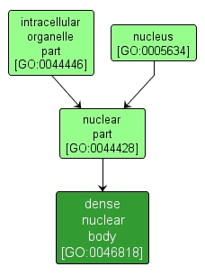 GO:0046818 - dense nuclear body (interactive image map)
