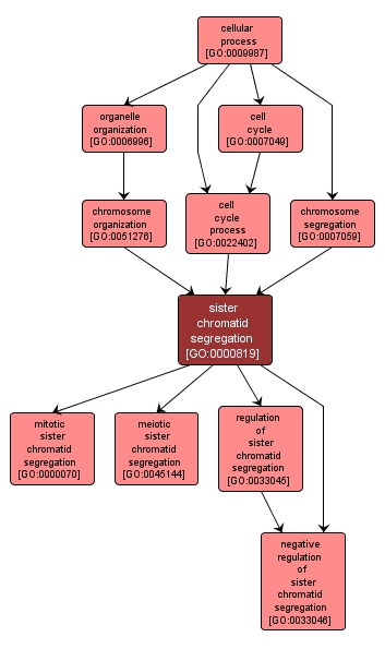 GO:0000819 - sister chromatid segregation (interactive image map)