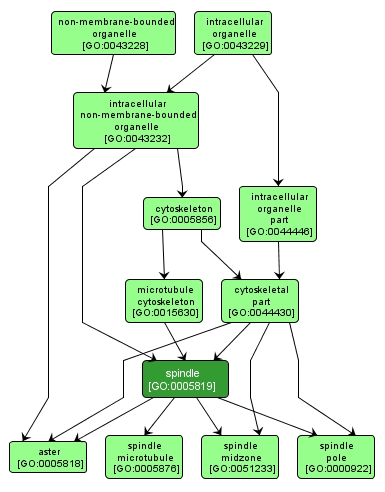 GO:0005819 - spindle (interactive image map)