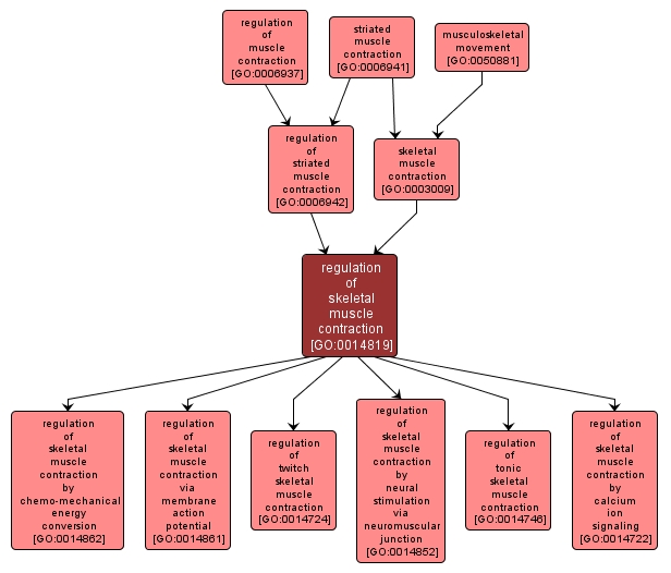 GO:0014819 - regulation of skeletal muscle contraction (interactive image map)