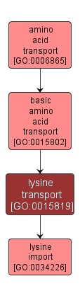 GO:0015819 - lysine transport (interactive image map)