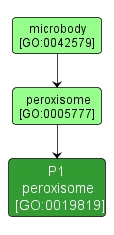 GO:0019819 - P1 peroxisome (interactive image map)