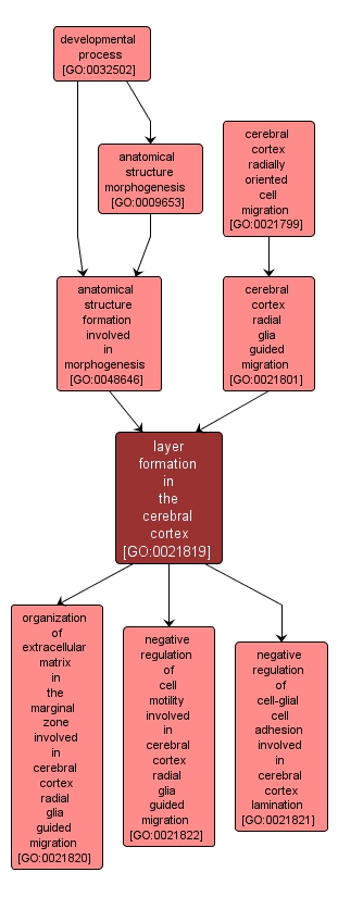GO:0021819 - layer formation in the cerebral cortex (interactive image map)
