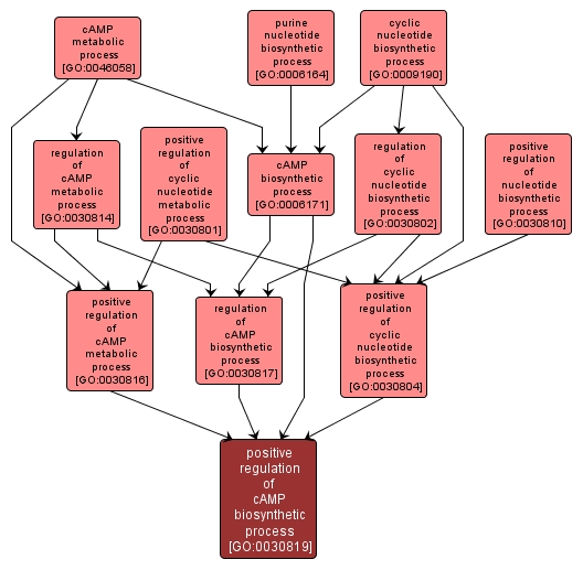 GO:0030819 - positive regulation of cAMP biosynthetic process (interactive image map)