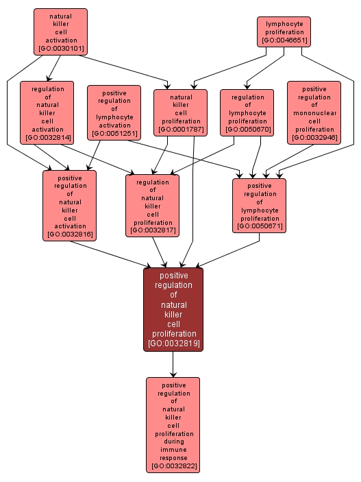 GO:0032819 - positive regulation of natural killer cell proliferation (interactive image map)