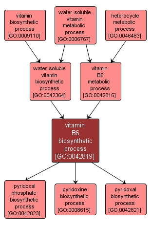 GO:0042819 - vitamin B6 biosynthetic process (interactive image map)