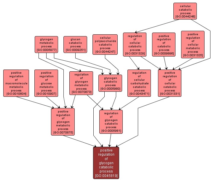 GO:0045819 - positive regulation of glycogen catabolic process (interactive image map)