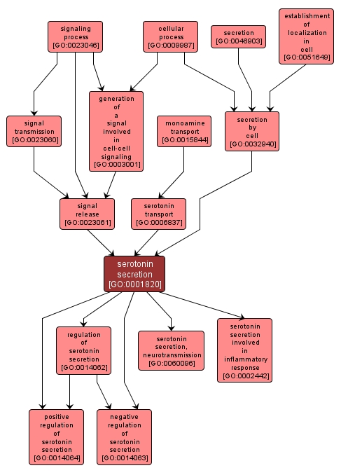 GO:0001820 - serotonin secretion (interactive image map)