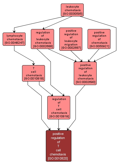 GO:0010820 - positive regulation of T cell chemotaxis (interactive image map)