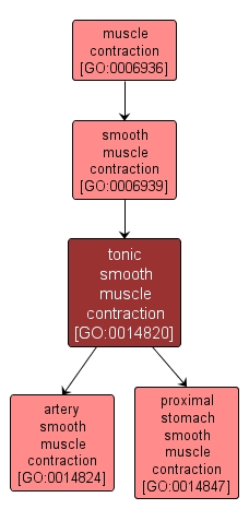 GO:0014820 - tonic smooth muscle contraction (interactive image map)