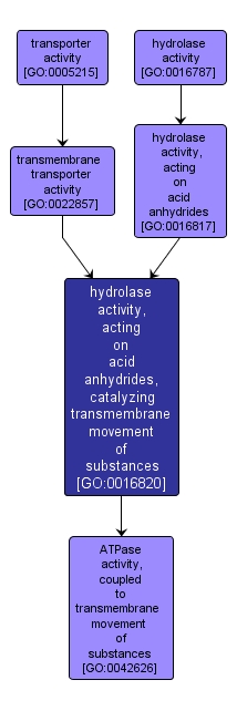 GO:0016820 - hydrolase activity, acting on acid anhydrides, catalyzing transmembrane movement of substances (interactive image map)