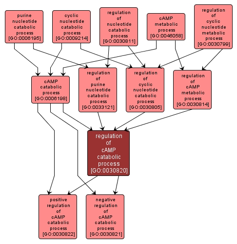 GO:0030820 - regulation of cAMP catabolic process (interactive image map)