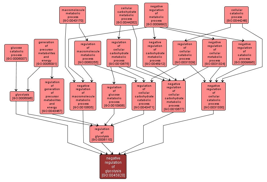 GO:0045820 - negative regulation of glycolysis (interactive image map)