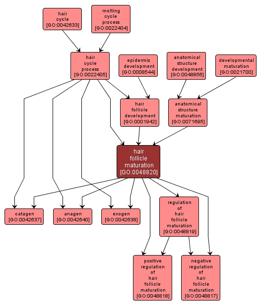 GO:0048820 - hair follicle maturation (interactive image map)