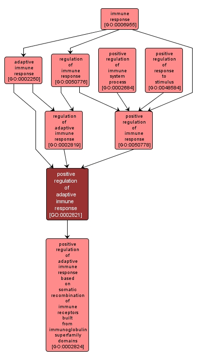 GO:0002821 - positive regulation of adaptive immune response (interactive image map)