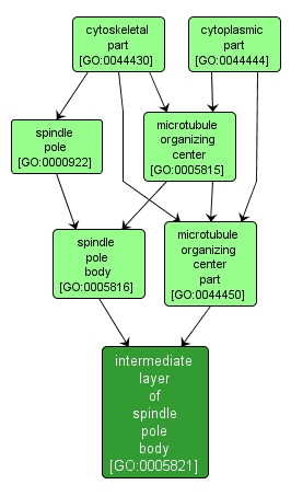 GO:0005821 - intermediate layer of spindle pole body (interactive image map)