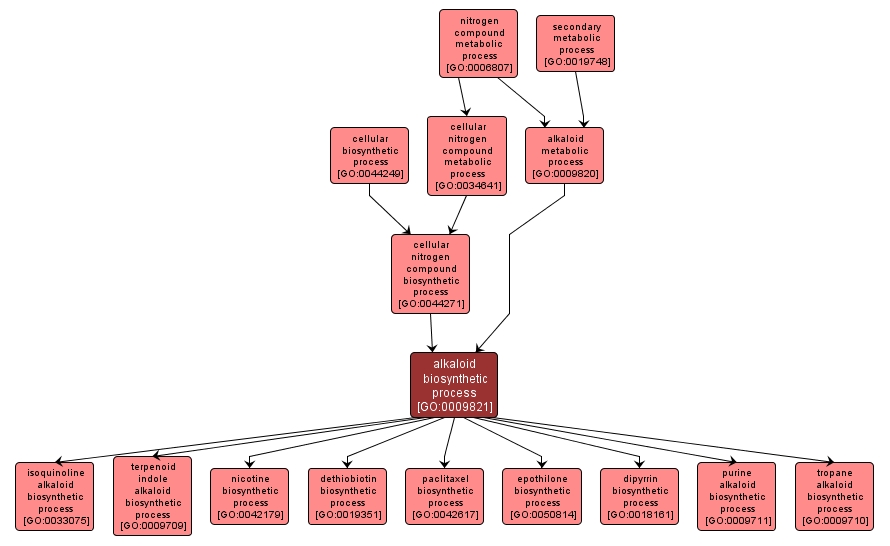 GO:0009821 - alkaloid biosynthetic process (interactive image map)