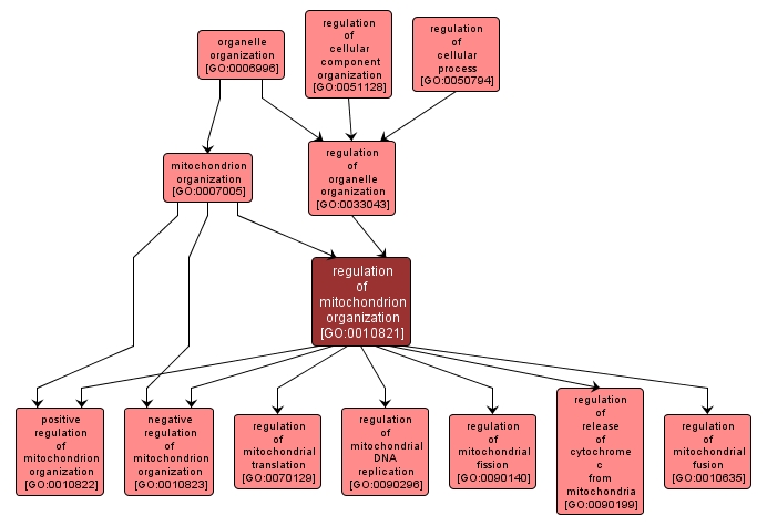 GO:0010821 - regulation of mitochondrion organization (interactive image map)