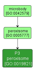 GO:0019821 - P3 peroxisome (interactive image map)