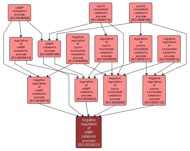 GO:0030821 - negative regulation of cAMP catabolic process (interactive image map)