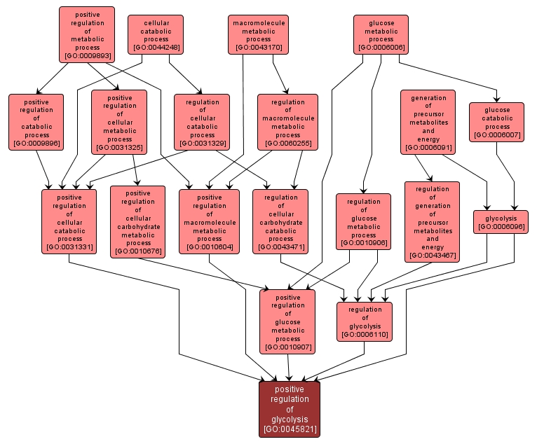 GO:0045821 - positive regulation of glycolysis (interactive image map)