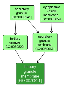 GO:0070821 - tertiary granule membrane (interactive image map)