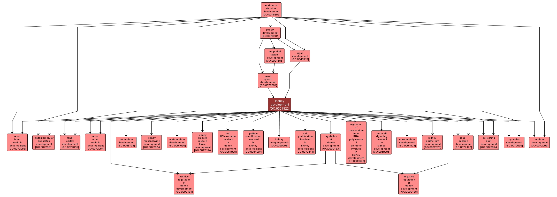 GO:0001822 - kidney development (interactive image map)