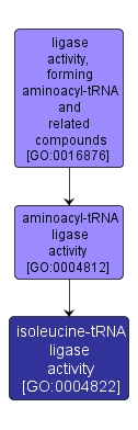 GO:0004822 - isoleucine-tRNA ligase activity (interactive image map)