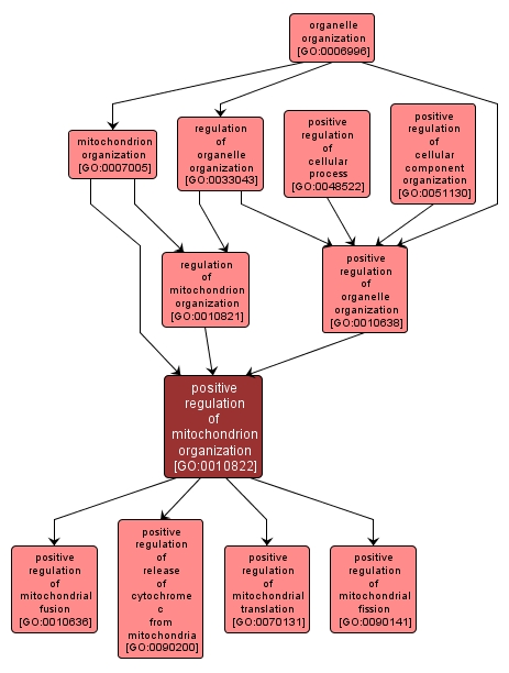 GO:0010822 - positive regulation of mitochondrion organization (interactive image map)