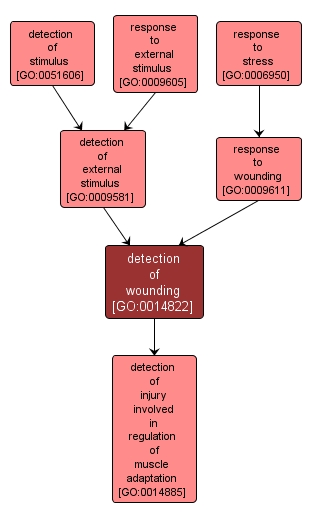 GO:0014822 - detection of wounding (interactive image map)