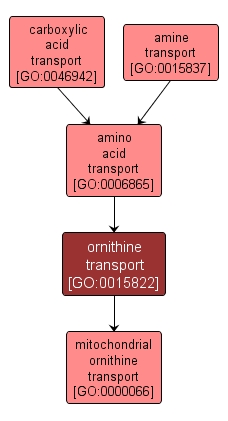 GO:0015822 - ornithine transport (interactive image map)
