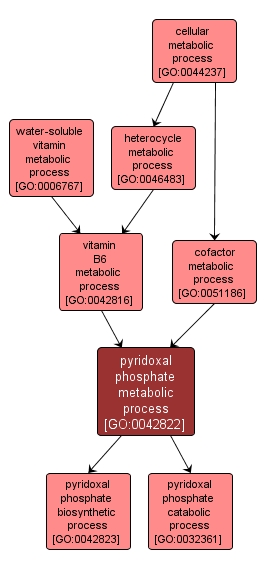 GO:0042822 - pyridoxal phosphate metabolic process (interactive image map)