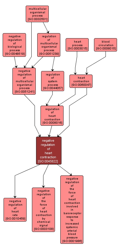 GO:0045822 - negative regulation of heart contraction (interactive image map)