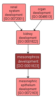 GO:0001823 - mesonephros development (interactive image map)