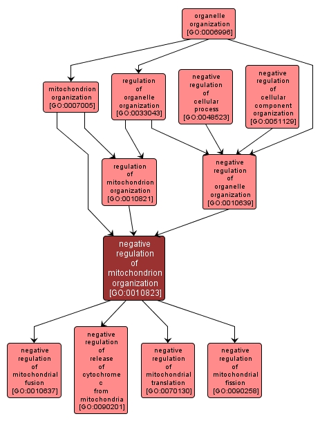 GO:0010823 - negative regulation of mitochondrion organization (interactive image map)