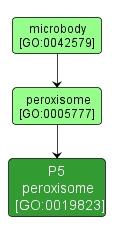 GO:0019823 - P5 peroxisome (interactive image map)
