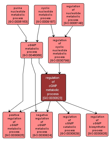 GO:0030823 - regulation of cGMP metabolic process (interactive image map)