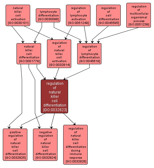 GO:0032823 - regulation of natural killer cell differentiation (interactive image map)