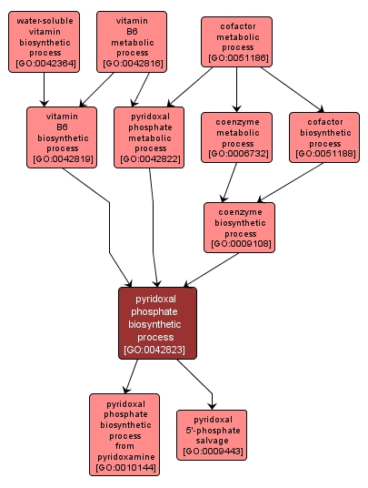 GO:0042823 - pyridoxal phosphate biosynthetic process (interactive image map)