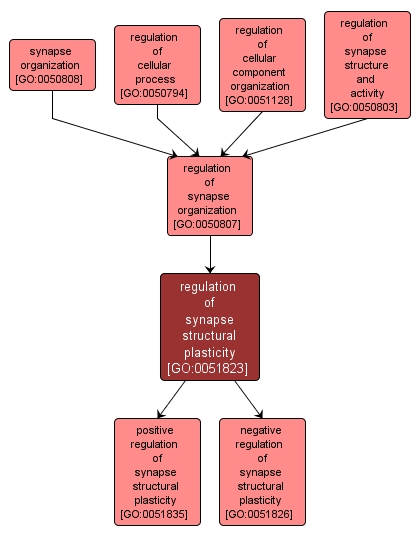 GO:0051823 - regulation of synapse structural plasticity (interactive image map)