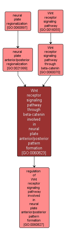 GO:0060823 - Wnt receptor signaling pathway through beta-catenin involved in neural plate anterior/posterior pattern formation (interactive image map)