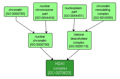 GO:0070823 - HDA1 complex (interactive image map)