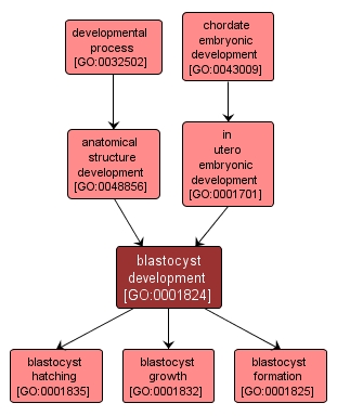 GO:0001824 - blastocyst development (interactive image map)